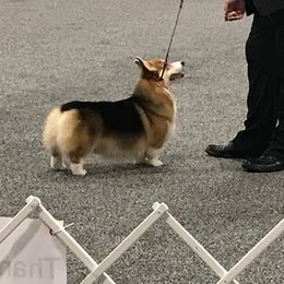 Pembroke Welsh Corgis from Cajun Creek