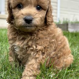 Cockapoo Puppies from M&M Cockapoos