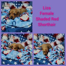 Liza - Red female Dachshund puppy in Hudson, Michigan from Mittentail Kennel Miniature Dachshunds & Australian Shepherds