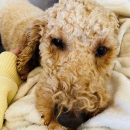 Teddy - Goldendoodle