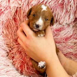 Ms Yellow - Red  female Goldendoodle puppy in Kissimmee, Florida from Poodle Doodle Kennels