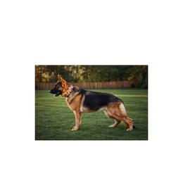 German Shepherd puppies from Vom Eisenwald GSD