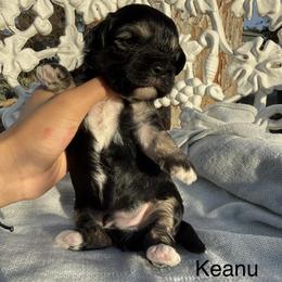 Maltipoo Puppies from Sophies Babies