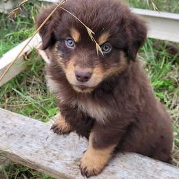 Australian Shepherd Puppies from Just family Aussies