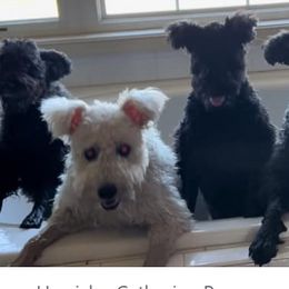 Pumik from Catherine Medina-DeVilliers