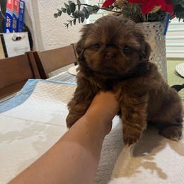 Puppy 2 - Liver male Shih Tzu puppy in Whittier, California from Socal Mother Of Shih Tzus
