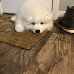 Samoyed Puppies from Sugar Sweet Samoyeds