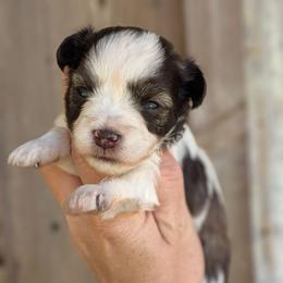 Girl 3 - Parti female Miniature Schnauzer puppy in Brenham, Texas from Ashley Martinez