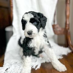 True Love - female Australian Mountain Doodle puppy in Iowa from Burkhart Family Puppies