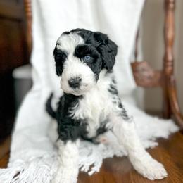 True Love - female Australian Mountain Doodle puppy in Iowa from Burkhart Family Puppies