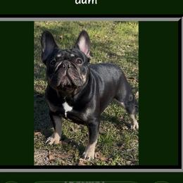 Karma - French Bulldog