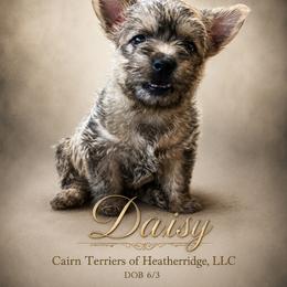 Daisy - Wheaten brindle female Cairn Terrier puppy in Pottersville, Missouri from Cairn Terriers of Heatherridge,LLC