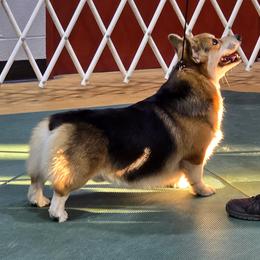 Cola - Pembroke Welsh Corgi