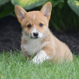 Giggles - Red female Pembroke Welsh Corgi puppy in Lititz, Pennsylvania from GoldStar Corgis (License Number 18519)