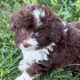 Tibs - Red male Aussiedoodle puppy in Arrington, Tennessee from Tumblin T Aussies and Aussiedoodles