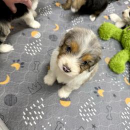 Linen - Blue merle female Aussiedoodle puppy in Heber City, Utah from Junipersdoodles