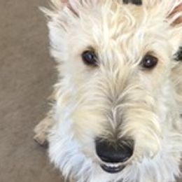 Scottish Terriers from Sedona Scottish Terriers