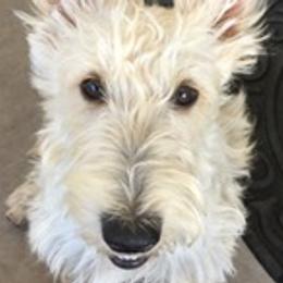 Scottish Terriers from Sedona Scottish Terriers