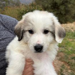 Cascadel (Cassie) - White and badger female Great Pyrenees puppy in North Fork, California from Heritage Mountain Ranch
