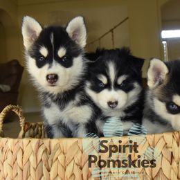 Pomsky puppies from Spirit Pomskies
