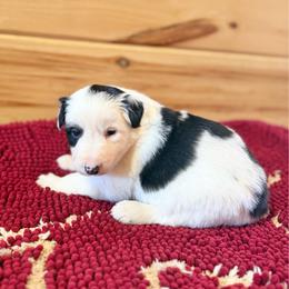 Charger - Black and white male Border Collie puppy in Owenton, Kentucky from Three16 Ranch