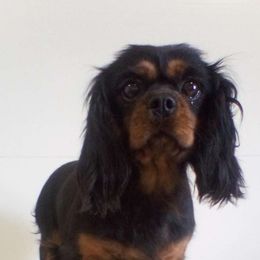 Mia of Tiara - Cavalier King Charles Spaniel
