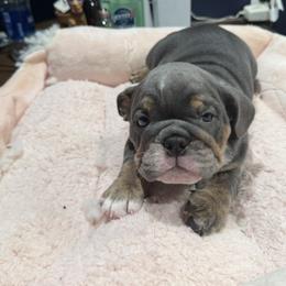 Bulldog Puppies from Bullevardier Bulldogs