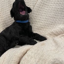 Poodle Puppies from Elysian Poodles