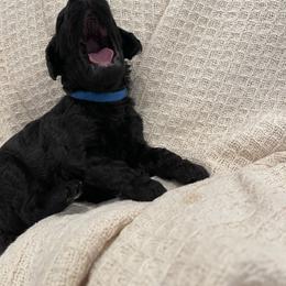 Poodle Puppies from Elysian Poodles