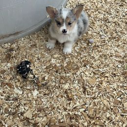 💗 Runt - Blue Pembroke Welsh Corgi puppy in Willcox, Arizona from C spear Corgis