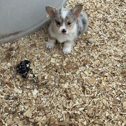 💗 Runt - Blue Pembroke Welsh Corgi puppy in Willcox, Arizona from C spear Corgis