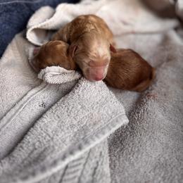 Goldendoodle Puppies from North Star Dog Training