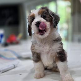 Beauty - Merle female Bernedoodle puppy in Mc Gaheysville, Virginia from Doting Doodles
