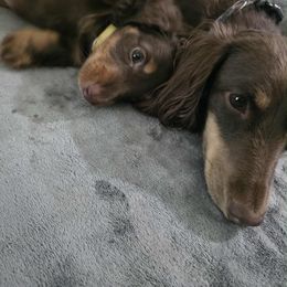 Chip - Chocolate and tan male Dachshund puppy in Kissimmee, Florida from FureverFL