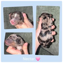 Nectar - Silver-beige female Springerdoodle puppy in Freeland, Michigan from McNally's Springer Spaniels