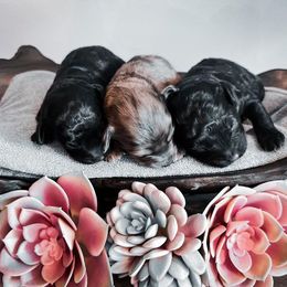 Sheepadoodle Puppies from The Farms Precious Doodles