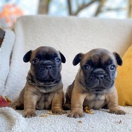 French Bulldog Puppies from Bailey French Bulldogs