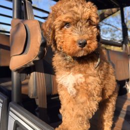 Maple Pecan - Sable male Bernedoodle puppy in Graham, Texas from 2 Rose Ranch Doodles