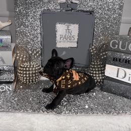 Pac - Black male French Bulldog puppy in Fort Wayne, Indiana from Jack & Ruby's Frenchies