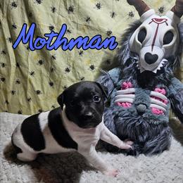 Mothman - White and black male Rat Terrier puppy in Lynn, Alabama from Cryptic Rat Terriers