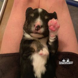 Australian Shepherd and Miniature Australian Shepherd Puppies from Integrity Aussies Tx