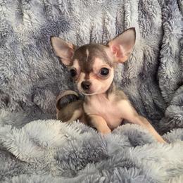 Jedi - Chocolate blue male Chihuahua puppy in Monterey County, California from Dei’s Chihuahuas