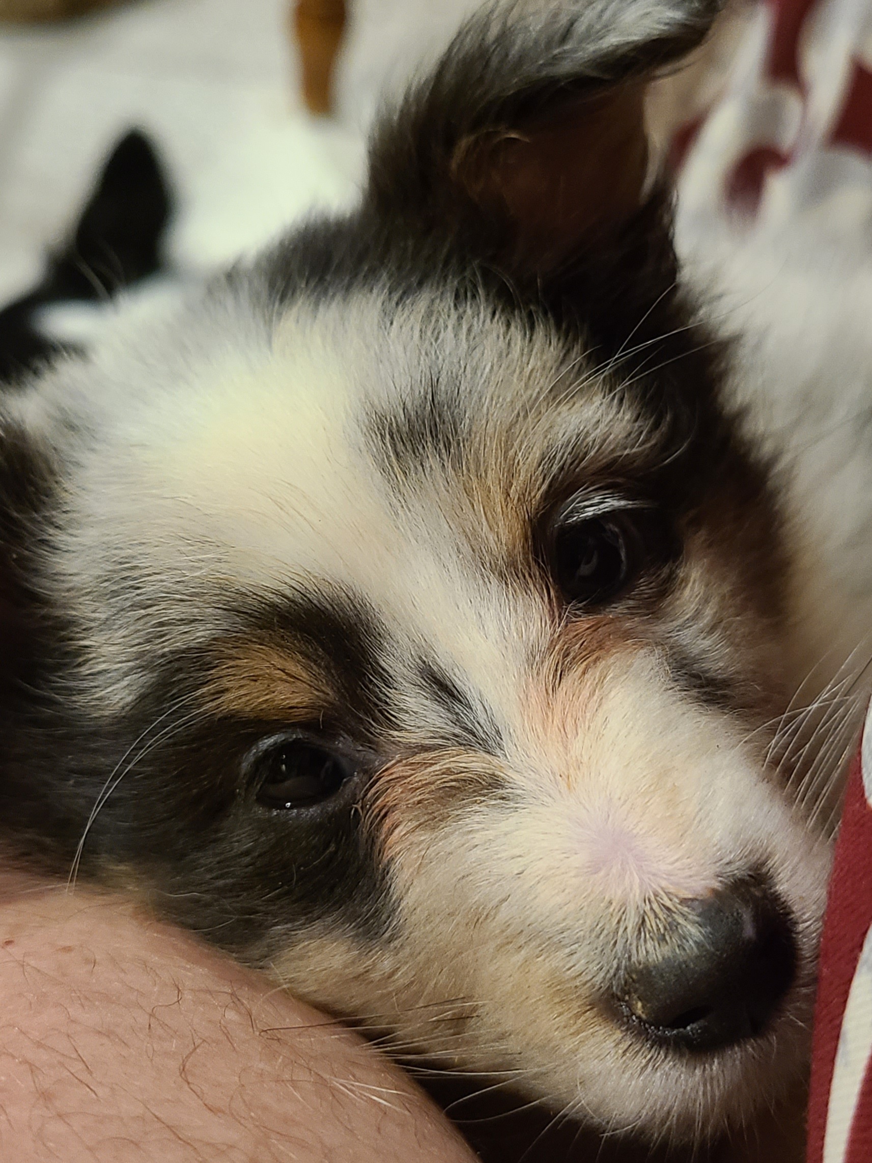 Shetland Sheepdog Puppies from Henotic Homestead's Shetland Sheepdogs