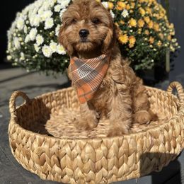 Twigs - Apricot male Cavapoo puppy in Bozrah, Connecticut from Cedar Creek Farm