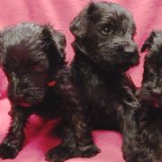 Briards and Havanese from Mon Amie Briards and Havanese