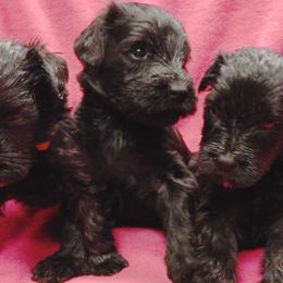 Briards and Havanese from Mon Amie Briards and Havanese
