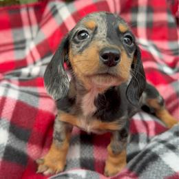 Gibbs - Dapple male Dachshund puppy in Roanoke, Alabama from Windsor’s Miniature Dachshunds
