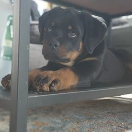 Rottweiler Puppies from Harris Hill Rottweilers