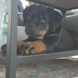 Rottweiler Puppies from Harris Hill Rottweilers