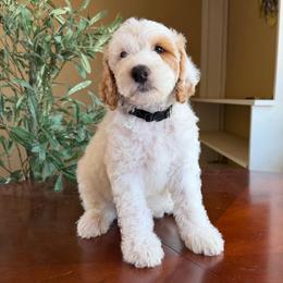 Colin - Parti male Goldendoodle puppy in Barstow, California from Golden Desert Doodles